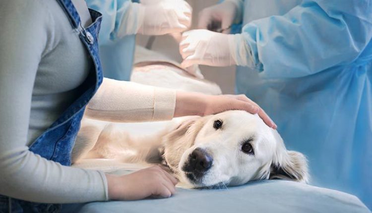 کموتراپی دامپزشکی با استفاده از هوش مصنوعی